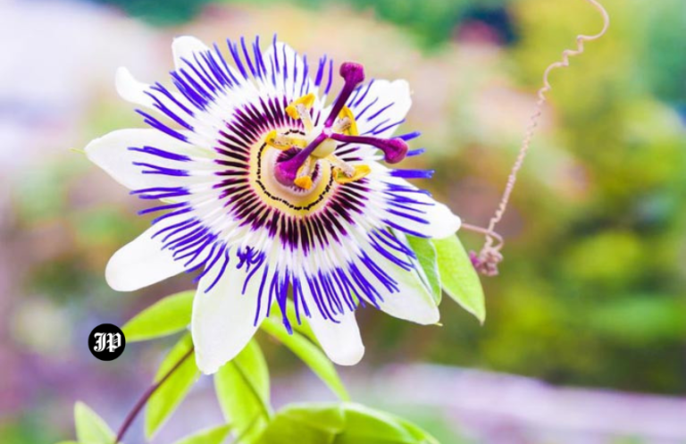 passiflora incarnata