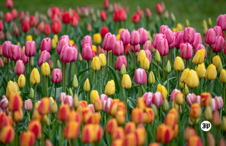 Tulips