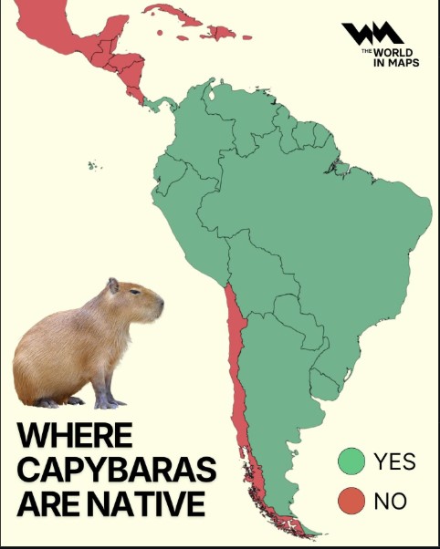 Cadibara